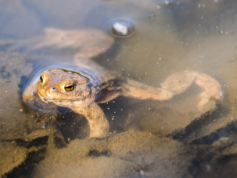 water, selective focus, toad, no people, Amphibians, lake, one animal, 4K, day, Common Toad, Nature, animal, animal themes, animals in the wild, animal wildlife