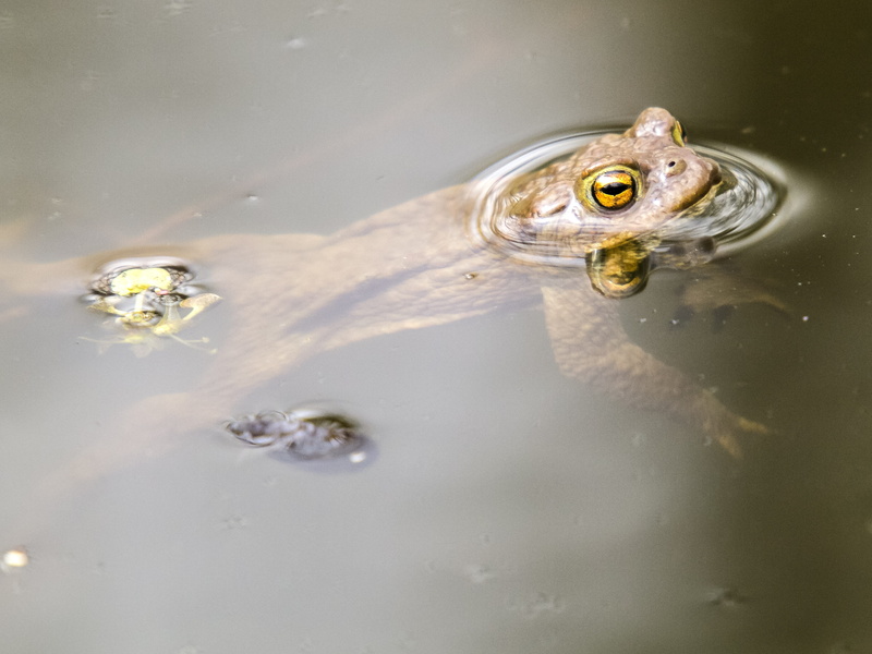 vertebrate, lake, animal eye, animal themes, reptile, pond, 4K, frog, no people, animal, animal head, Common Toad, water, toad, high angle view, animal wildlife