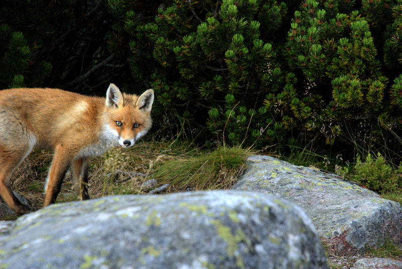 plant, rock - object, fox, outdoors, looking at camera, animal themes, animals in the wild, rock, the slovak tatras, animal wildlife, mountains, nature