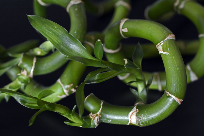 spice, botanical, 4K, food and drink, freshness, leaves, vegetable, no people, focus on foreground, plant part, branch, legume family, healthy eating