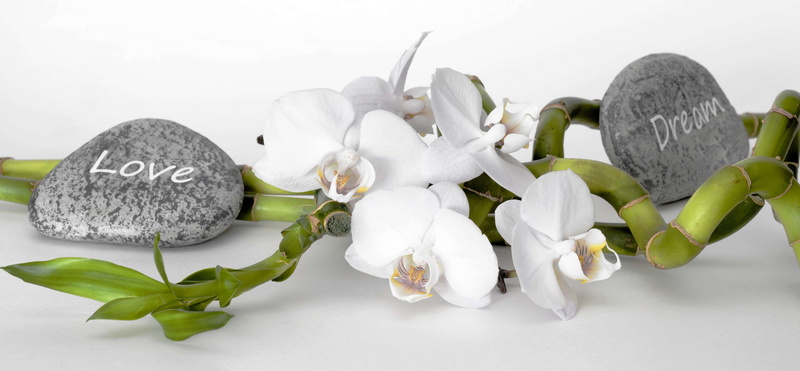 fengshui, cut out, studio shot, woo, food and drink, love, white background, wellness, nature, dreams, orchid, recovery, luck, luck bamboo, branch, no people