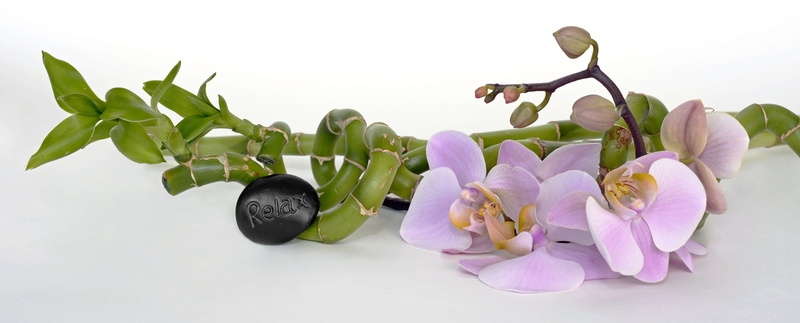 relaxation, white background, leaf, asia, bless you, banner, 5K, bamboo, gardening, moth, luxury, green, vulnerability, violet, stalk, fengshui, flowering plant