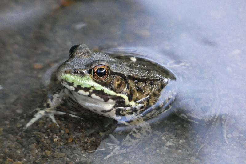 animal, swimming, animal themes, water, wildlife, animal head, close-up, reptile, day, pool, outdoors, amphibian, nature, animal body part, vertebrate