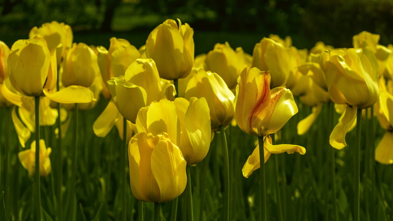 flowerbed, inflorescence, growth, 5K, spring flowers, tulips, bud, plant, land, field, close-up, blossom, focus on foreground, freshness, spring, handsomely