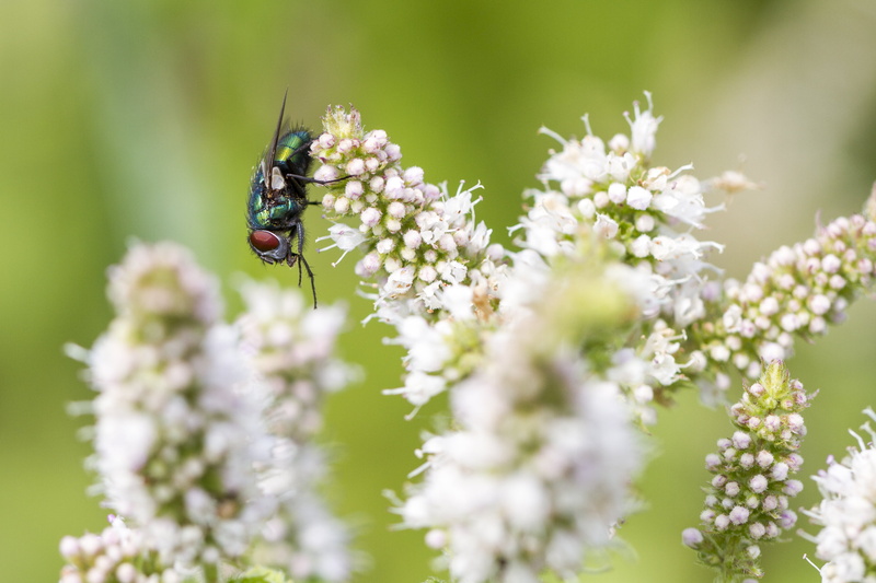 Macro, petaled, Diptera, plant, white, close-up, Outdoors, 2K, Valentine, Manic, fly, HFDF, summer, DOF, Everyone, f/2, flower, Lucilia sericata, Garden