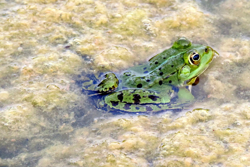 animal eye, frog, 4K, animal head, no people, high angle view, shallow, animals in the wild, day, reptile, close-up, green frog, one animal, nature, amphibian