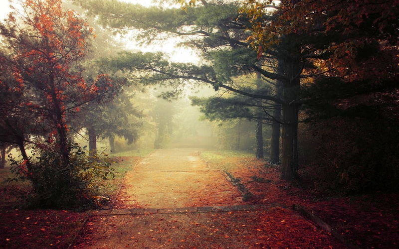 fog, autumn, treelined, leaves, outdoors, land, red, mist, green, autumn collection, forest, tranquil scene, woodland, trees, beauty in nature, shrubs