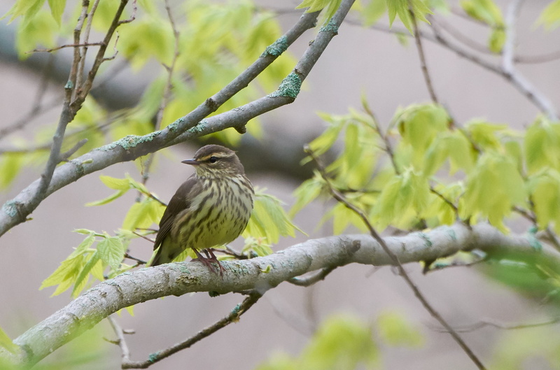 gray tree, tree, animal, United States, bird, wildlife, beak, US, brown, 2K, tree branch, beige, Northern Waterthrush, outdoors, Bradford  Vermont, nature