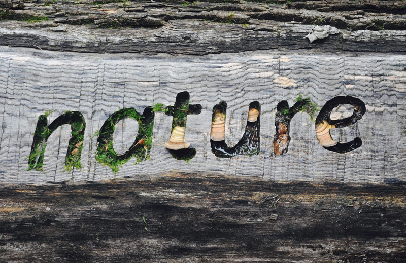 textured, 4K, weathered, vermont, old, brown, wood, text, old-fashioned, moss, detail, word, closeup, texture, typography, woodstock, backgrounds, stump