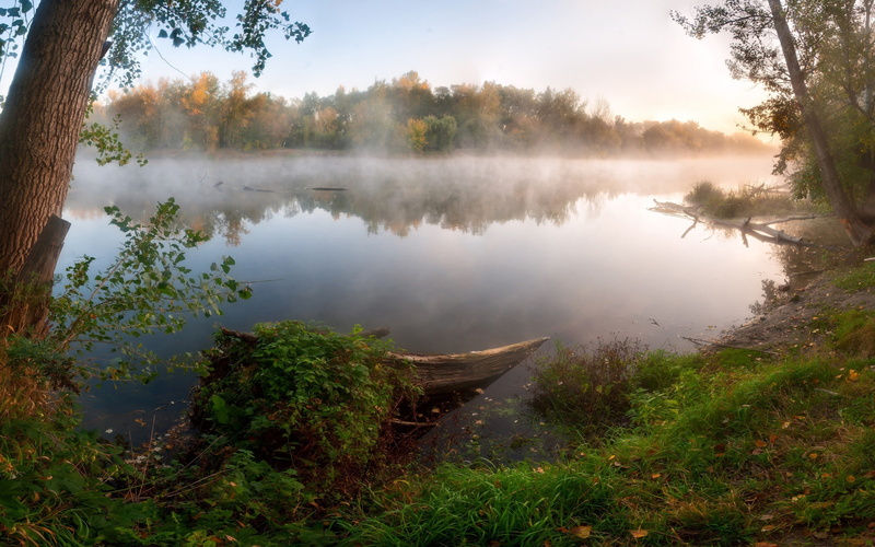 transportation, scenics - nature, fog, tree, beauty in nature, mist, grass, forest, sky, nature, outdoors, rowboat, nautical vessel, day, non-urban scene
