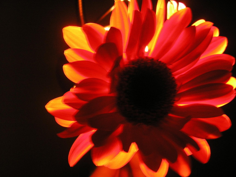 orange, daisy, lights, 1080P, nature, backlit, 3d and abstract, effects, flower