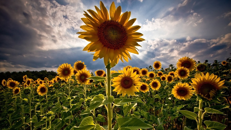 Backlit, Sunflower, 1080P