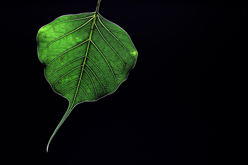 beauty in nature, leaves, black background, backlit, pattern, sacred fig, vulnerability, leaf, growth, cut out, plant, close-up, 5K, no people, botany
