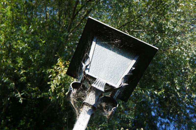 branch, street lamp, ladies island, nature, tree, technology, low angle view, bavaria, day, wood - material, sunlight, birdhouse, green color, historic street lighting