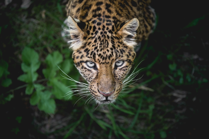 feline, animal wildlife, aggression, big cat, land, whisker, animal markings, animals in the wild, mammal, vertebrate, animal head, looking at camera, cat