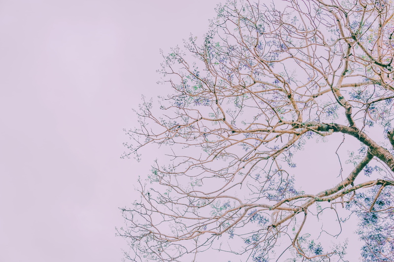 perspective, mac, sky, branch, pink color, fragility, plant, clear sky, flower, 4K, growth, cherry blossom, day, bare tree, cherry tree