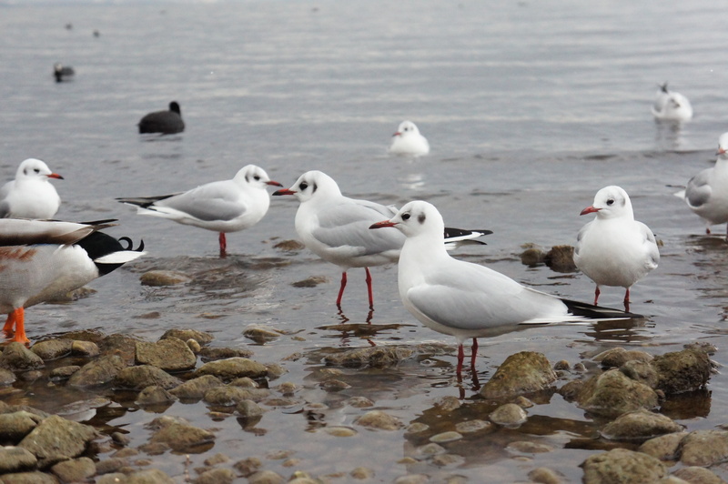 animal wildlife, chiemsee, bavaria, vertebrate, animal themes, gulls, group of animals, large group of animals, seagull, no people, animals in the wild