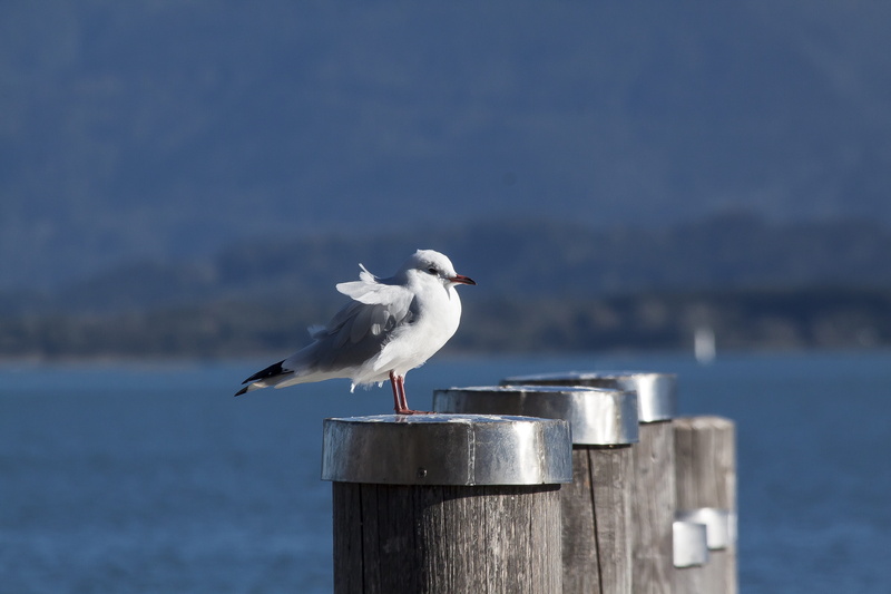 shipping, mole, wood - material, 4K, day, bird, perching, nature, anchorage, seagull, sea, post, no people, locomotion, water, investors, animal themes