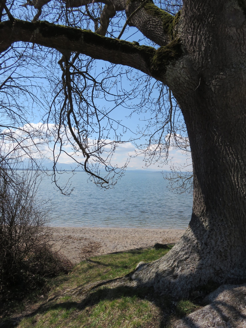 horizon over water, tree trunk, sky, nature, beach, bank, outdoors, beauty in nature, day, branch, chiemsee, vacations, bare tree, tranquility, tranquil scene