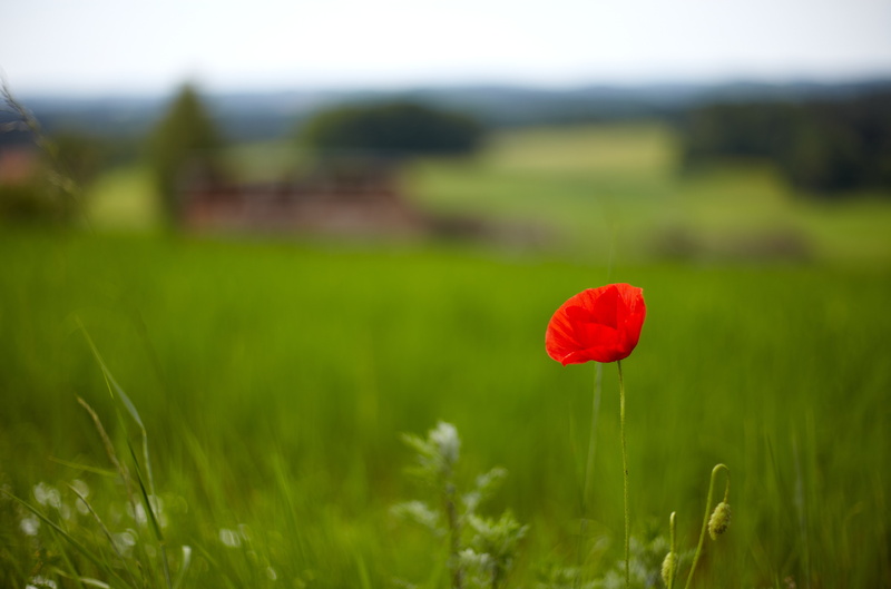 flowers, HD, field, background, Mac, grass, widescreen, red, greens, flower, full screen, 5K