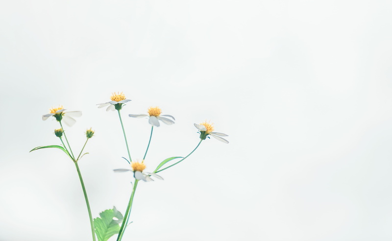 4K, flower arrangement, beauty in nature, plant stem, photography, nature, bloom, freshness, fragility, vulnerability, no people, white, growth, flowers