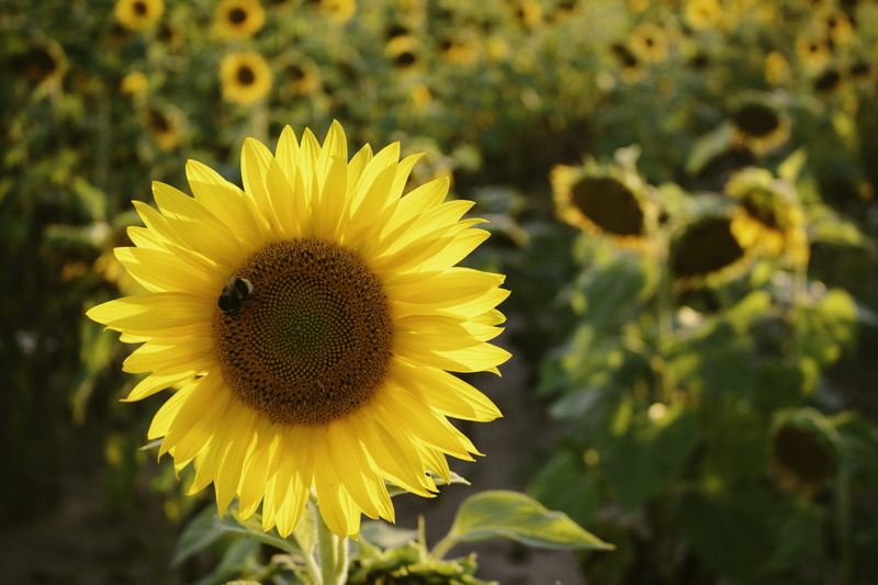 bloom, invertebrate, photo, sunflower, animal themes, flowering plant, focus on foreground, petals, sunflowers, flora, insect, vulnerability, animal, petal