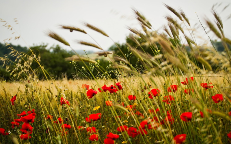 land, spikelets, vulnerability, background, selective focus, landscape, flower, nature, fragility, flowering plant, no people, growth, flower head, wheat
