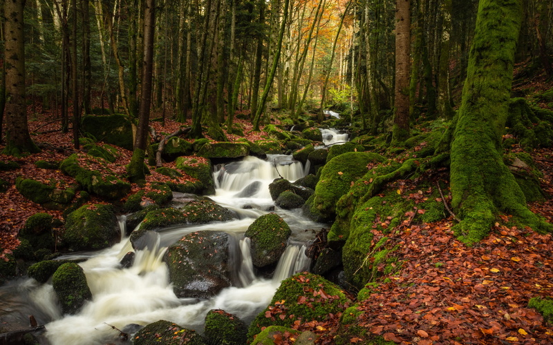 power in nature, outdoors, long exposure, solid, water, flowing, rock - object, woodland, rock, scenics - nature, 4K, tree, plant, forest, flowing water