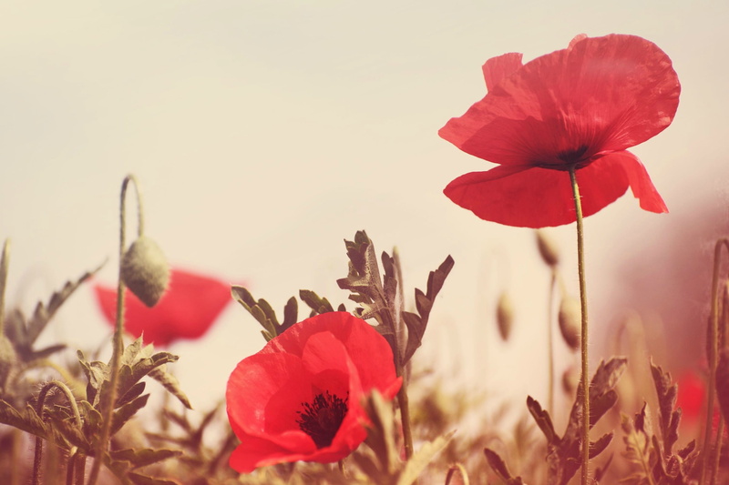 plant, petal, Mac, growth, HD, red, close-up, background, plant stem, fragility, beauty in nature, flower, day, flower head, focus on foreground