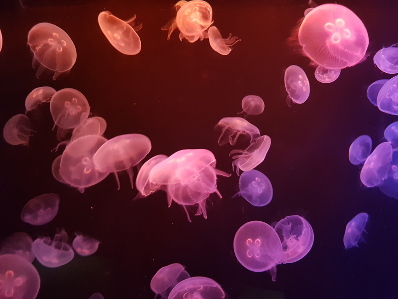floating, animal, ocean, floating on water, invertebrate, close-up, nature, sea, purple, group of animals, wildlife, black background, mac, water