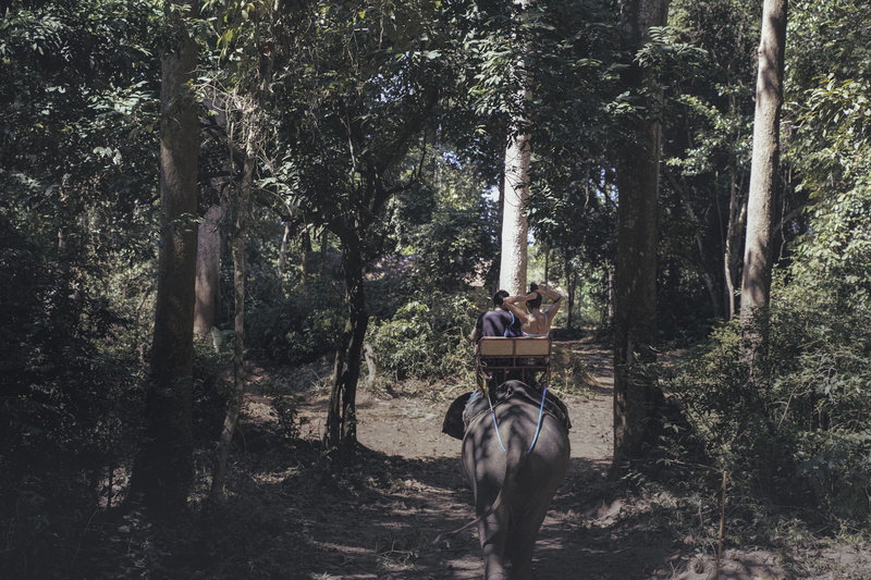lifestyles, domestic animals, plant, elephant, livestock, growth, animal, outdoors, two, tree, arbour, land, 5K, tree trunk, forest, animal themes, domestic