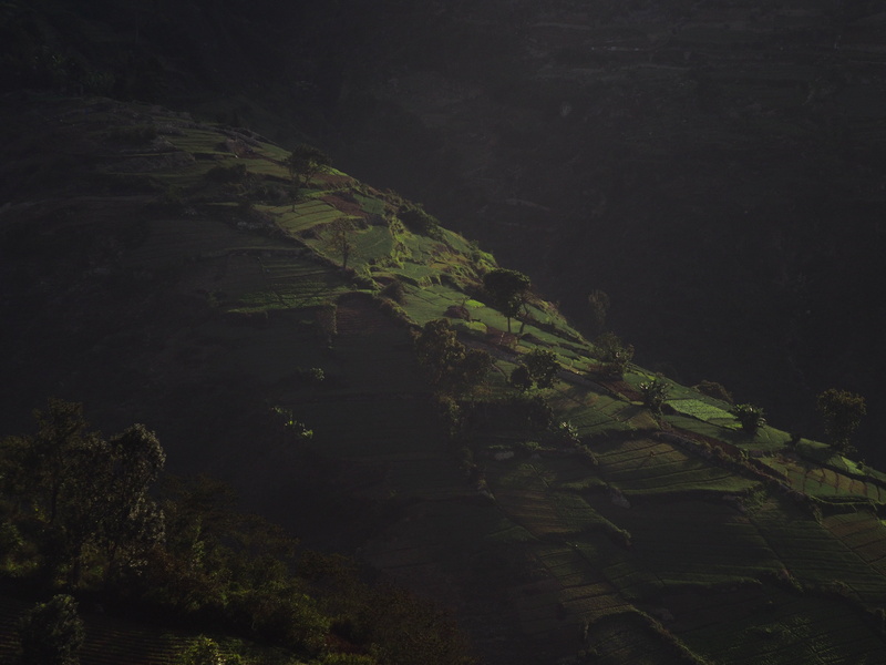 trail, day, tranquil scene, 4K, beauty in nature, rice, growth, dark, mountain, highland, green color, trees, non-urban scene, areal, photography, tree