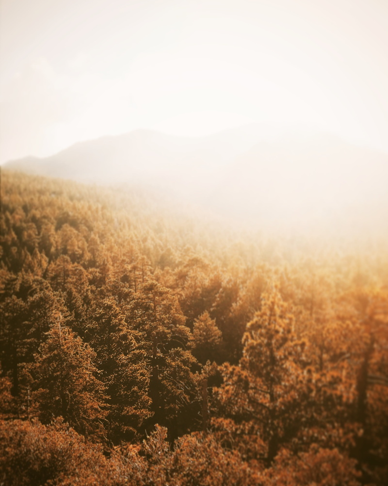 2K, areal, sunlight, beauty in nature, tree, outdoors, bird, gradient, growth, s, nature, trees, eye, coniferous tree, no people, peaks, forests, photography