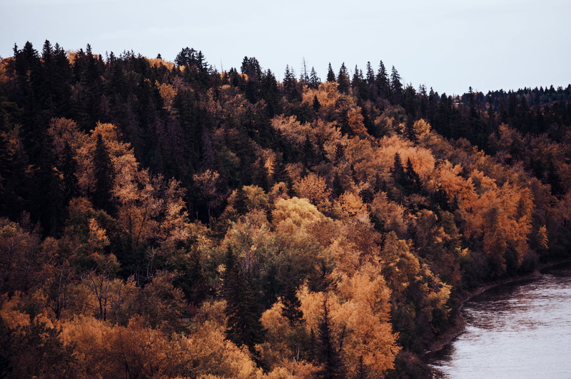 plant, tranquil scene, view, photography, tranquility, growth, 4K, change, near, idyllic, day, brown, tree, high angle view, body, river, remote, scenics