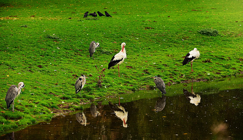 animal, field, nature, bird, wildlife, day, standing, vertebrate, lake, green color, stork, animal family, group of animals, animal wildlife, 4K, outdoors