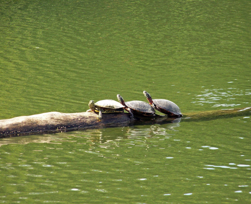 pond, high angle view, Turtle, floating on water, group of animals, animal themes, animal wildlife, waterfront, 2K, beauty in nature, Animal, animals And Pets
