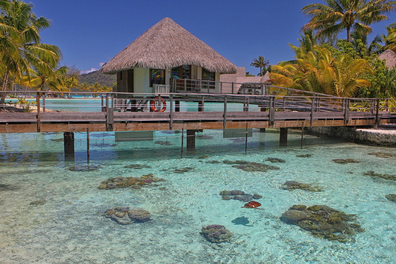 ocea, island, blue, bora, bora-bora, pacific, turtles, beach, lagoon, enclosure, reef, 1080P, coral, polynesia, tahiti, turtle, south, sand