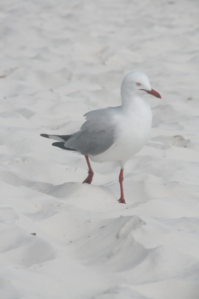 white color, nature, selective focus, animal themes, perching, vacations, whitsundays, water, 4K, close-up, no people, land, sand, animal, one animal