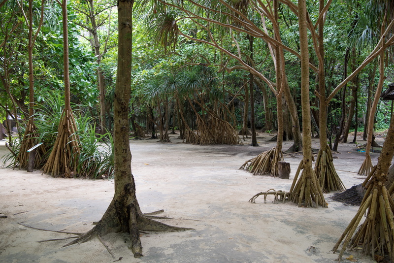 5K, bamboo - plant, direction, phi phi islands, plant, phi phi lay, day, forest, nature, scenics - nature, rainforest, land, thailand, no people, tree