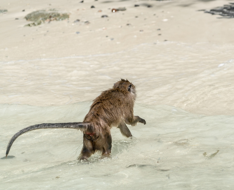 mammal, nature, travel, paradise, seascape, swimming, outdoor, primate, koh phi phi, animal themes, sea, wild monkey, one animal, animal wildlife, tourism