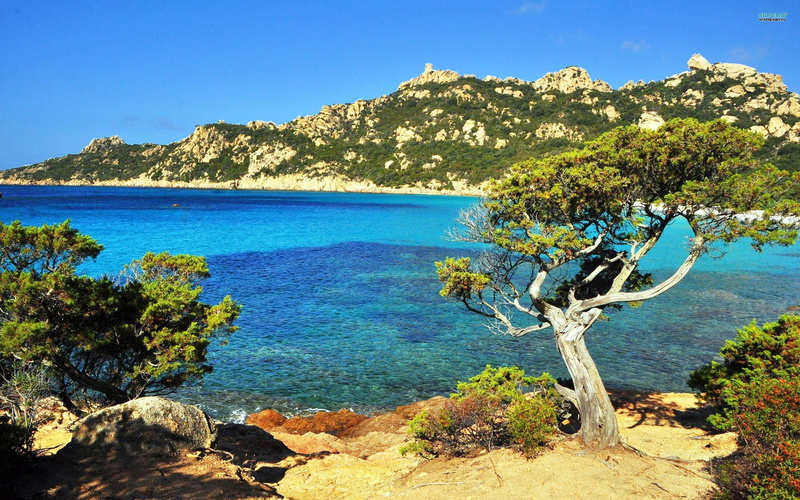 2K, view, ocean, nature, beautiful, tree, corsica, take, nature and landscapes