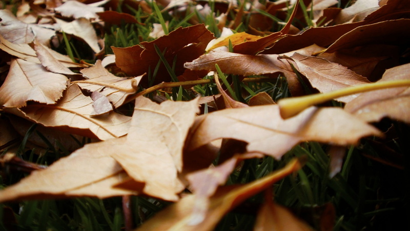 change, selective focus, land, plant, nature, leaves, fragility, autumn, maple leaf, beauty in nature, vulnerability, plant part, growth, dry, full frame