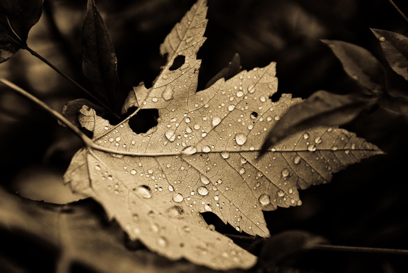 plant part, dry, close-up, day, sepia, purity, leaf vein, 1080P, dew, wet, raindrop, selective focus, no people, plant, growth, rain, drop, leaf, autumn