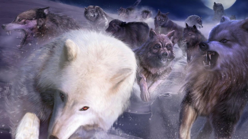 animals, nature, white wolf, pack, leader, grey wolf, black wolf, 1080P, wildlife, dogs, clouds