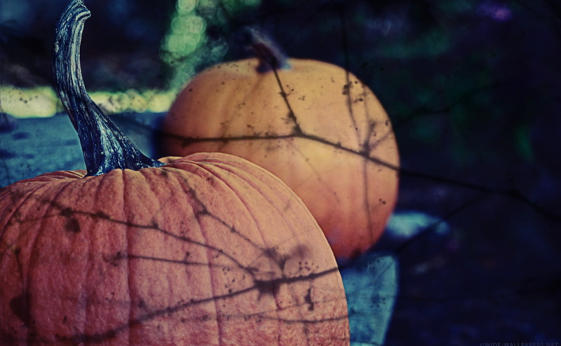 tree, fruit, day, Holiday, 2015, leaf, vegetable, Spooky, Orange, Holidays, 4K, Celebration, nature, dry, Pumpkins, autumn, Halloween, plant part, plant