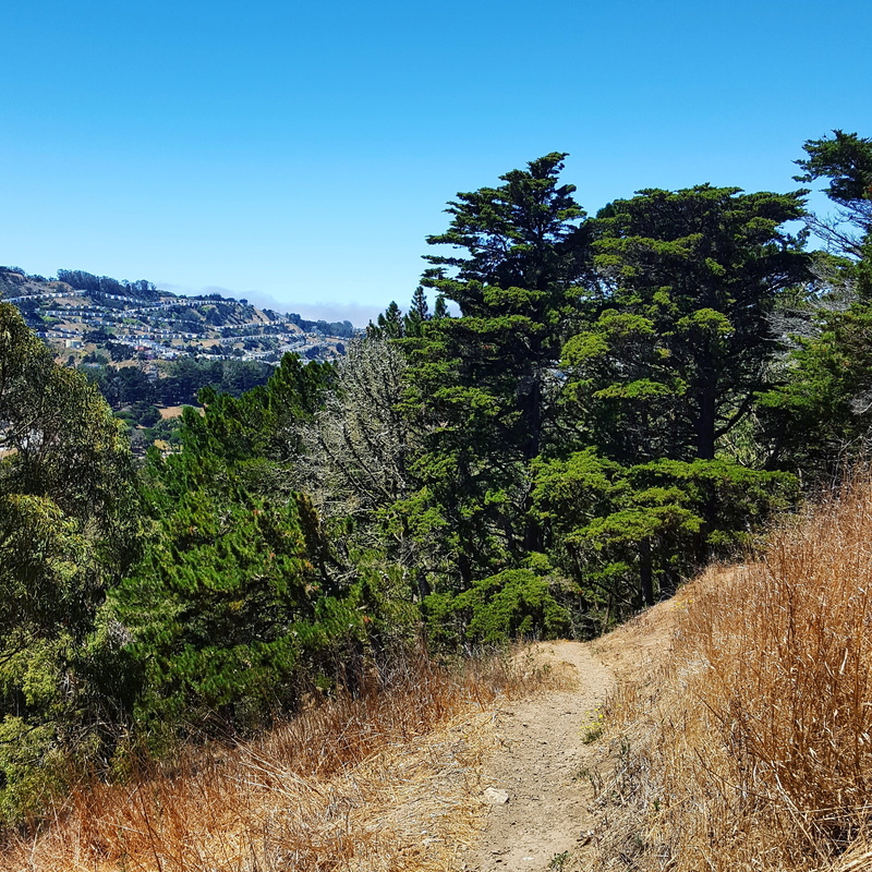 no people, environment, trees, sky, non-urban scene, trail, plant, land, tranquil scene, blue, daly city, mountain, scenics, day, summer, forest, growth
