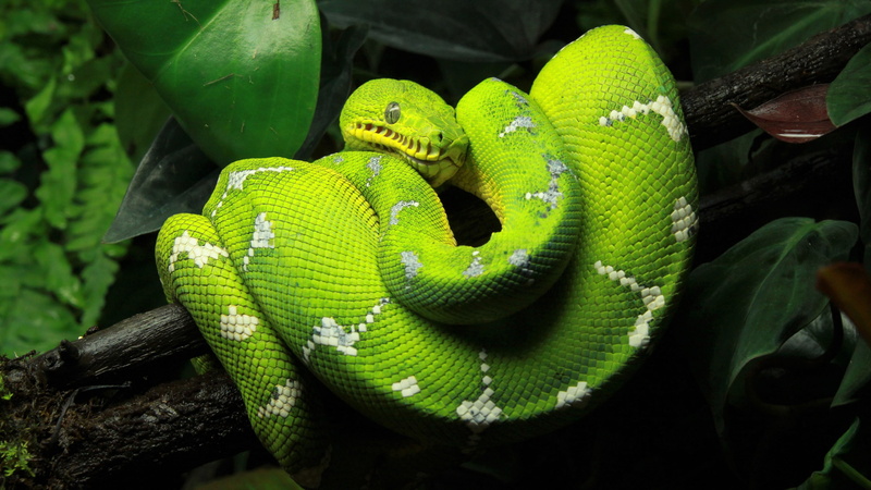 Tree Python, Green, 4K, Python, Snake, Animal, Reptiles