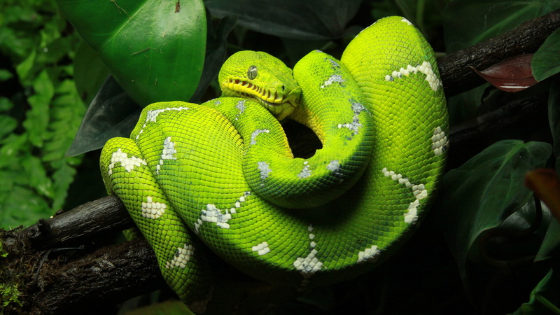 4K, python, one animal, poisonous, plant, tropical rainforest, animal head, animal wildlife, day, reptile, aggression, animal, outdoors, close-up, no people