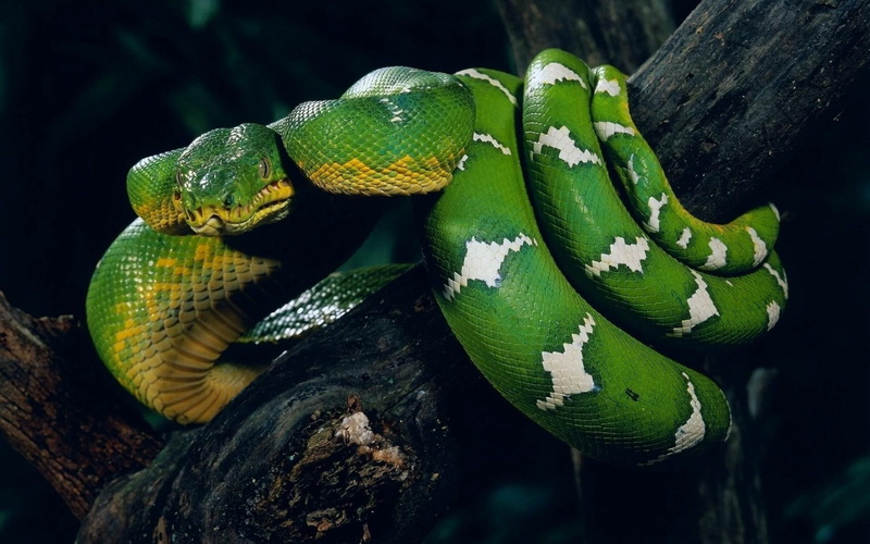 animals in the wild, danger, rainforest, nature, twist, tropical Rainforest, green, poisonous, day, snake, carnivore, animal, animal wildlife, animal scale