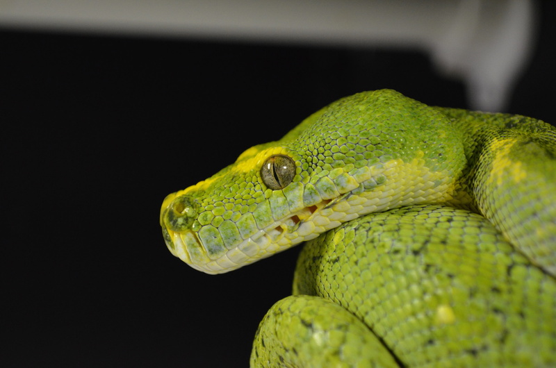 4K, lizard, black background, no people, animal eye, green tree python, green color, animal head, one animal, animals in the wild, animal themes, green